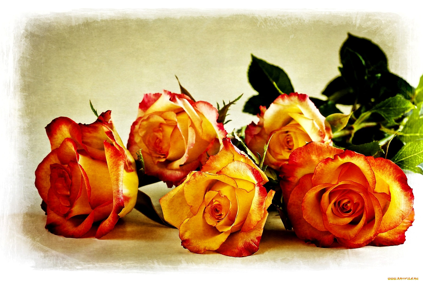 Поздравительные розы. С днем рождения Розочка. Открытки с розами. С днем рождения розы. Открытки с днём рождения розы.